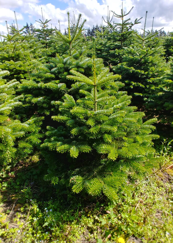 Nordmannsgran 90 - 110 cm - SH Christmas trees